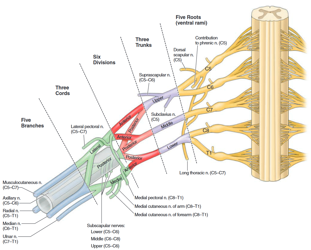 Brachial Plexus2